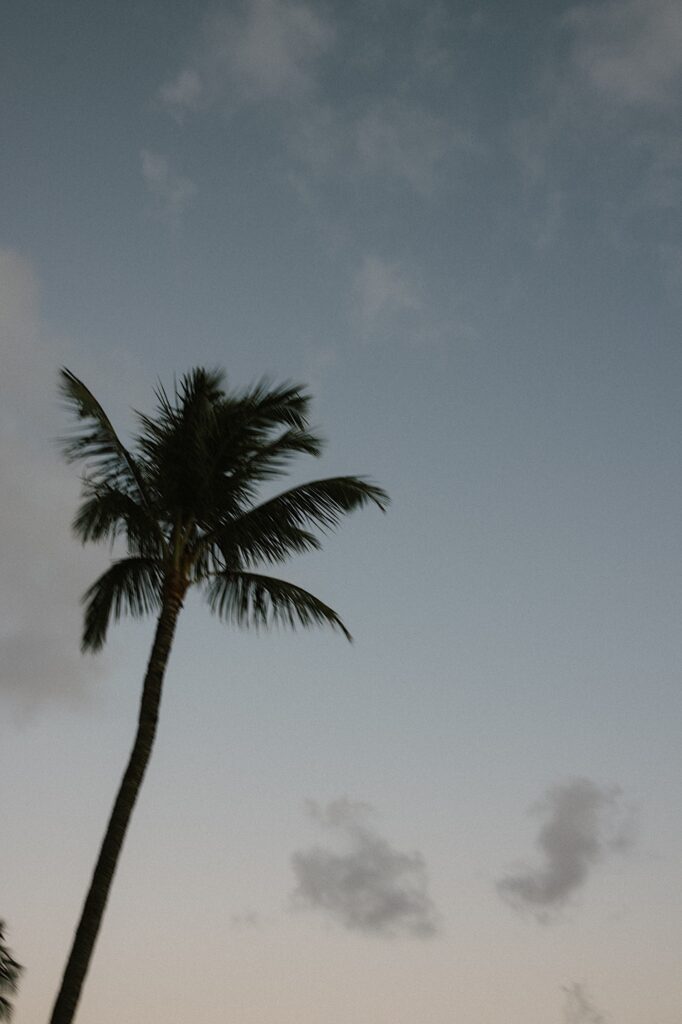A palm tree sways in the wind with the evening sky above it.