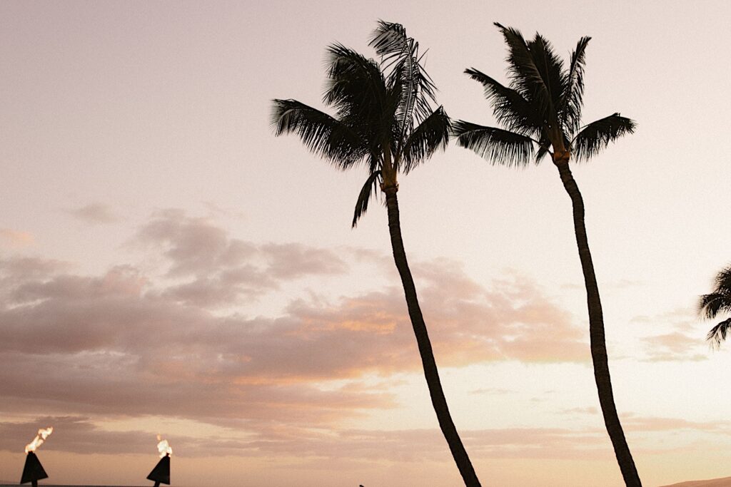 Two palm trees stand with a rosy pink Hawaiian sunset behind them.