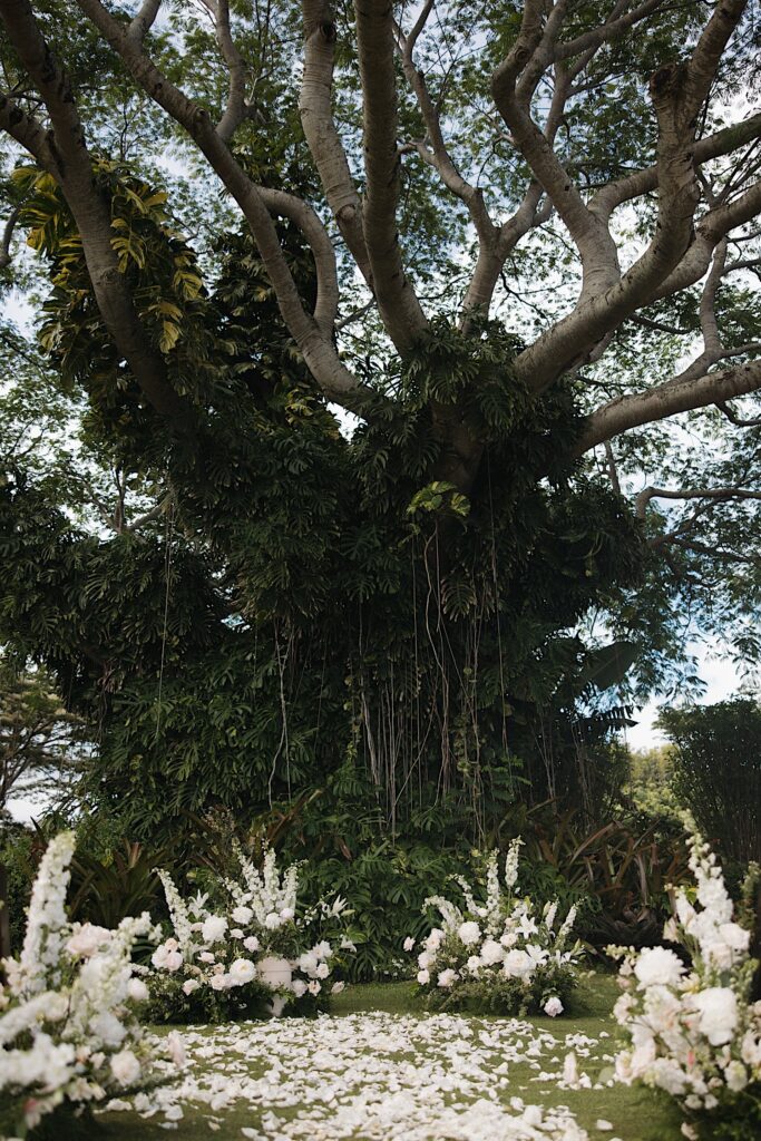 A large tree looms over a wedding ceremony space decorated with white flowers