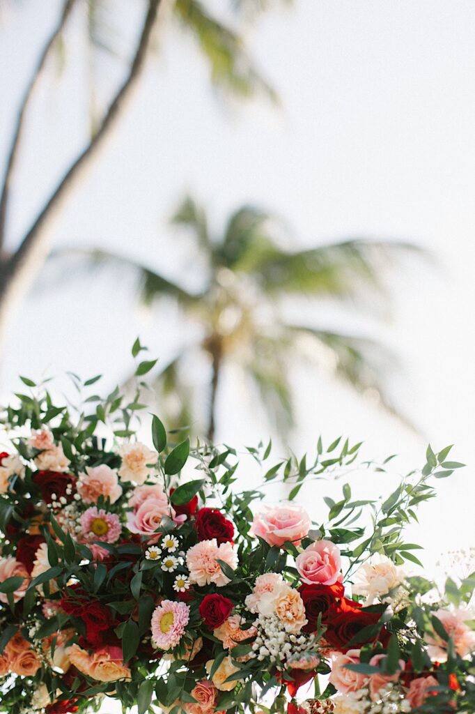 Close up photo of pink and red flowers with palm trees in the background