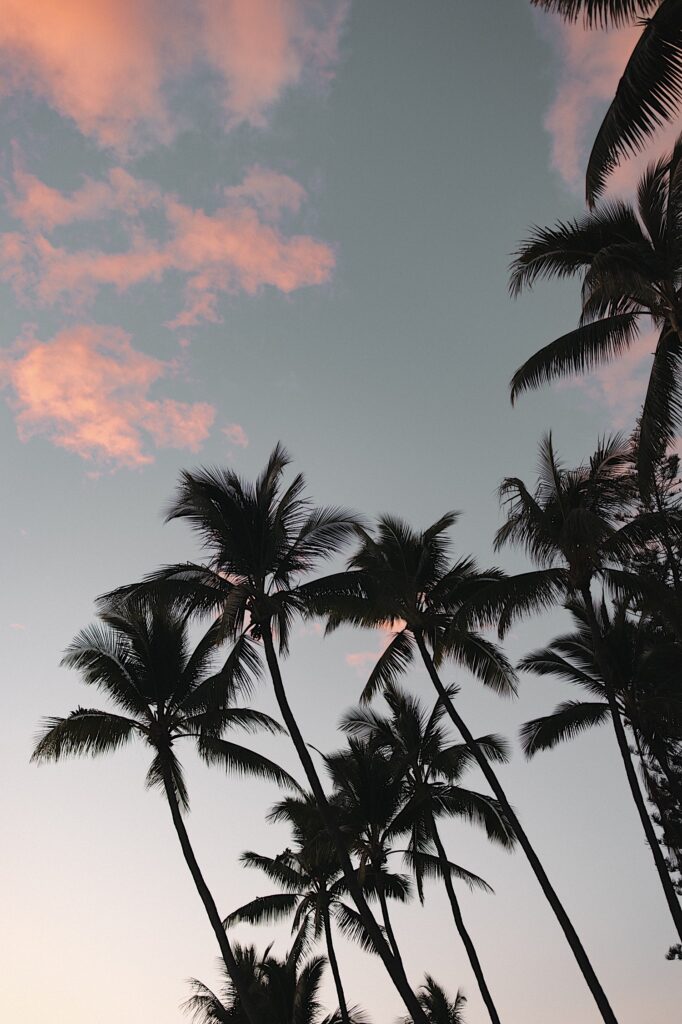 Silhouettes of palm trees in the sky  with pink and orange clouds above