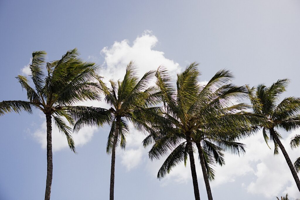 Photo of palm trees swaying in the sky