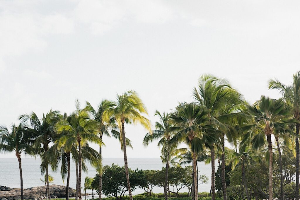 Palm Trees and Sky outside Four Seasons Oahu in Hawaii. 